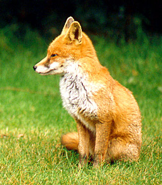 Fox in the Garden