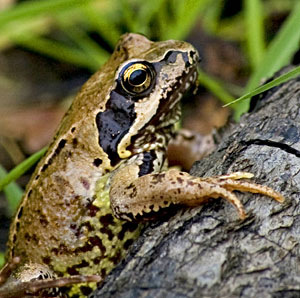 Frog