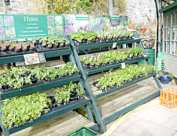 Garden Centre Plants