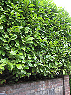 Hedge