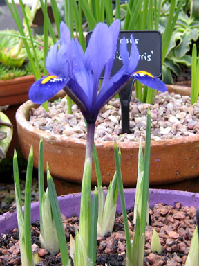 Plant in Pot