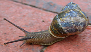 Snail on Path