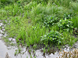 Waterlogged grass